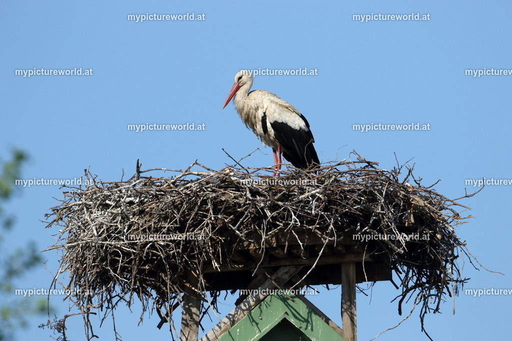 Weißstorch-069 | Das Bilderarchiv über Tiere, Planzen und Landschaften. In der Bilddatenbank finden Sie ein große Auswahl an hochwertigen Bilder für Ihre Werbung - Realisiert mit Pictrs.com