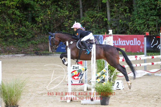 DKP42667 | Turniersportfotografie; Pferdefotografie; Dressurfotografie