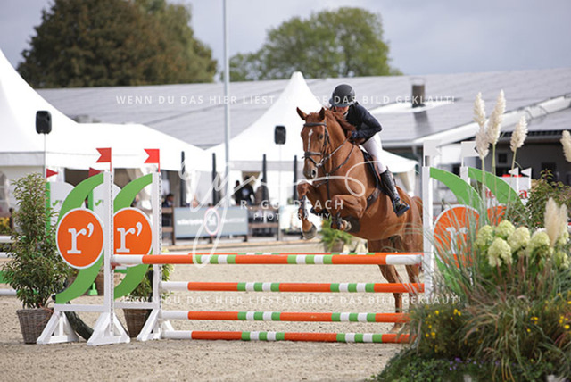 1J2A2537Pheline Ahlmann_ Belloumi_ Kn046_ Havekost | Foto- und Videografie für alles rund ums Pferd. Hochwertige Bilder und Videos vom Spring- und Dressurreiten, Voltigieren & mehr. Jetzt aktuelle Veranstaltungen und Preise im Shop ansehen. - Realisiert mit Pictrs.com