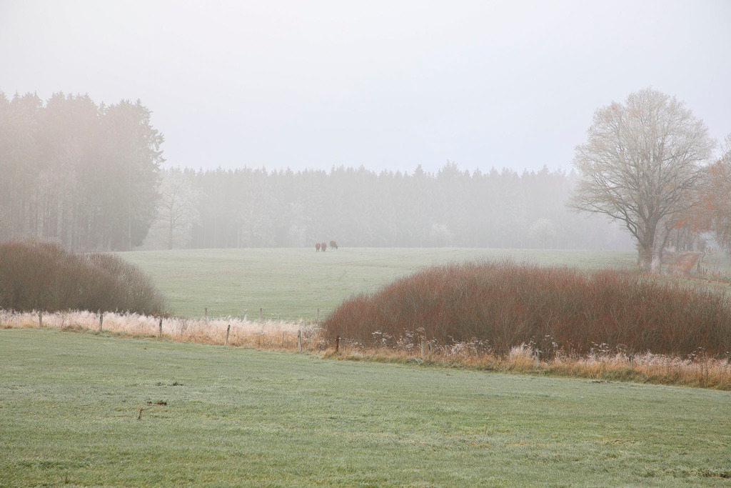 Raureif_Weisten_101222_11 | Bildergalerie von Sport-Ereignissen aber auch von weiteren spannenden Dingen - nicht nur vom Niederrhein. In Anlehnung an den bekannten Spruch von Hanns Dieter Hüsch heißt das Motto: "Niederrhein ist überall".  - Realisiert mit Pictrs.com