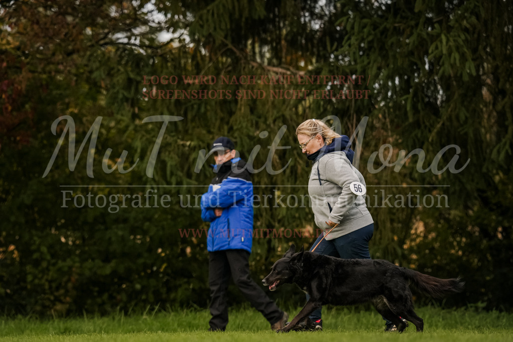 20251005_THS_Turnier-693 | MuT (Mensch und Tier) mit Mona - Fotografie und Tierkommunikation - Realisiert mit Pictrs.com