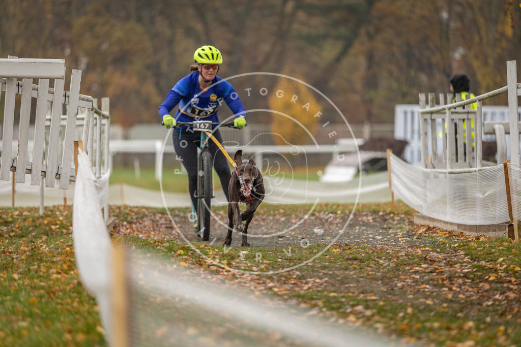 CaniXpix_DV3A8067 | Hundefotografie, Tierfotograf, Pfotenfotografie, Fotoshooting Hund, Hunde Portrait, Hundesport, Hundeportraits, Heideshooting, Hunde, Sportfotograf, Hundefotograf, Turnierhundsport, THS,  - Realisiert mit Pictrs.com