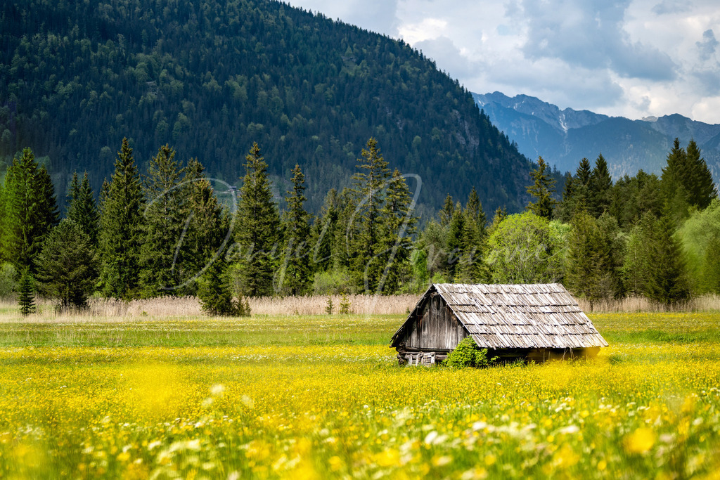 Moos | Frühling im Moos