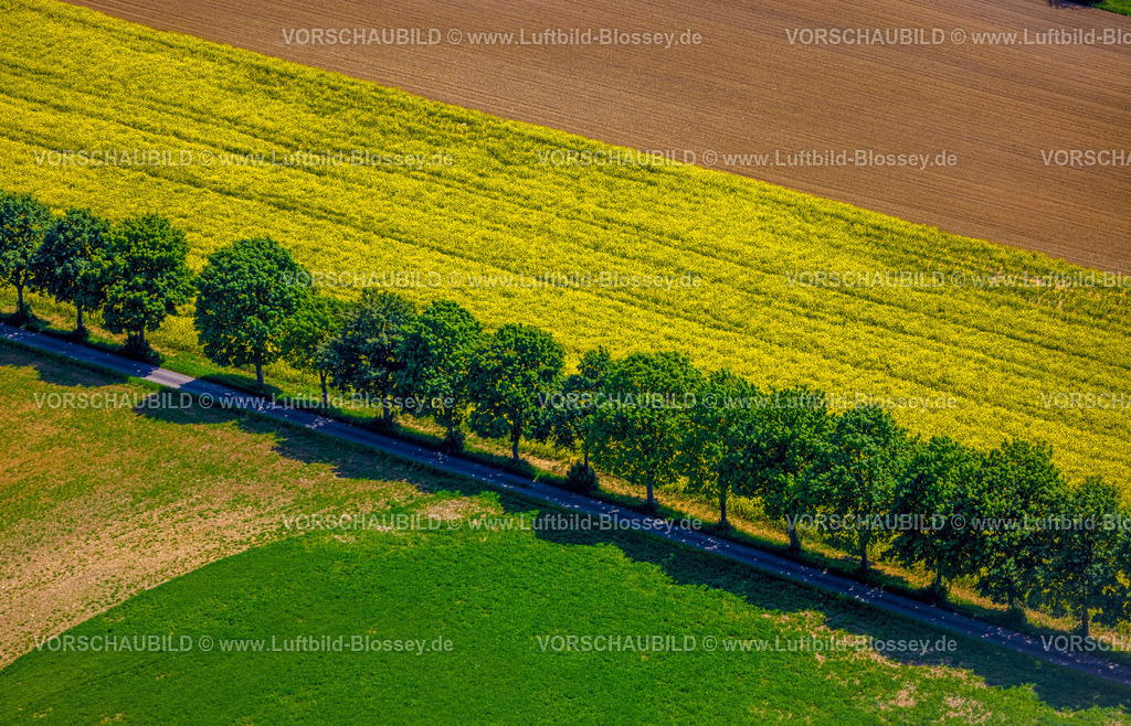 Brakel240504822Erkeln | Luftbild, Wiesen und Rapsfelder, Baumallee an einer Straße und einem Rapdfeld, nahe der Bundesstraße B64, Formen und Farben, Brakel, Ostwestfalen, Nordrhein-Westfalen, Deutschland