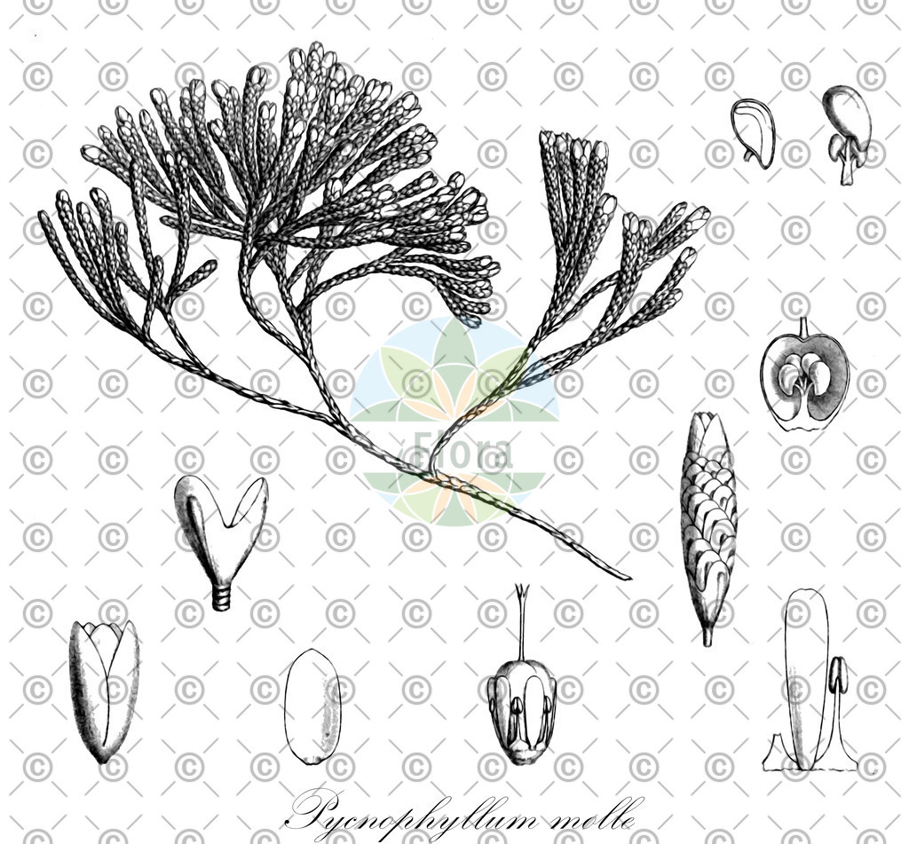 HistAbb_wfo-0000129483_1_ENZY_Simple | Historische Abbildung von Pycnophyllum molle - Caryophyllaceae | Historical Illustration of Pycnophyllum molle - Caryophyllaceae