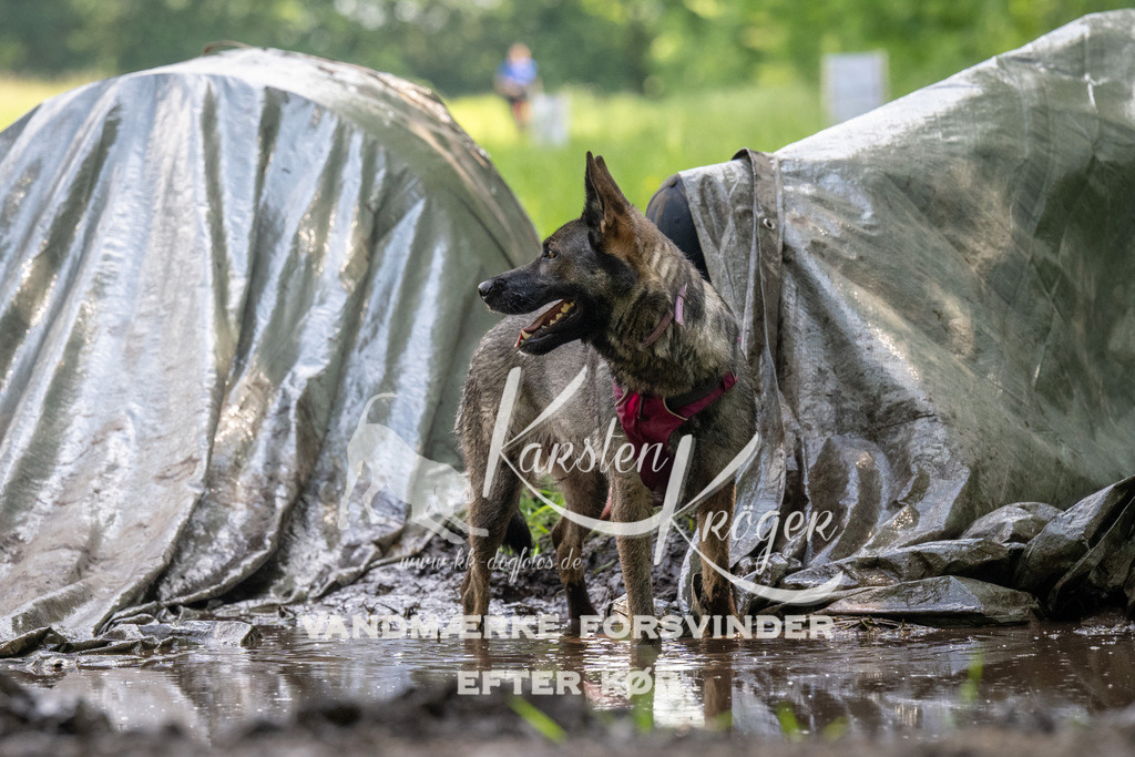 1215_ZZ91891 | kk-dogfotos