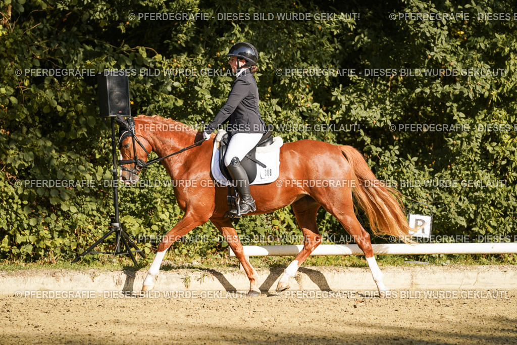 DSC06028 | Pferdegrafie