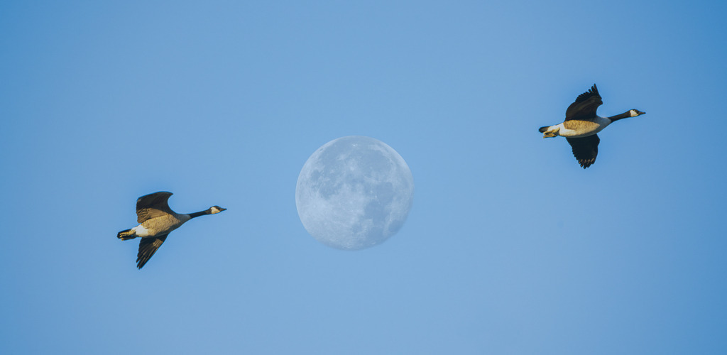 Lautlose Wanderer im Mondlicht: Kanadagänse auf Vorbeiflug | Zwei Kanadagänse ziehen mit kraftvollen Flügelschlägen am sanft leuchtenden Vollmond vorbei durch das klare Blau des Tageshimmels. Diese stimmungsvolle Aufnahme fängt die zeitlose Magie des Vogelflugs und die ungestörte Ruhe der Natur ein. Wie ein Symbol für Fernweh, Harmonie und den ewigen Rhythmus des Lebens schweben die Tiere majestätisch an der sichtbaren Mondscheibe vorüber – ein faszinierendes Zusammenspiel aus Anmut, Weite und purer Eleganz. Hinweis: Foto ist aus zwei Fotos zusammengesetzt. - Realisiert mit Pictrs.com
