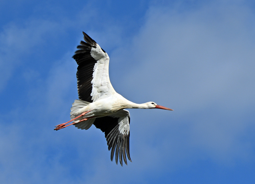 Fliegender Weißstorch | lucisnaturbilder - Realisiert mit Pictrs.com