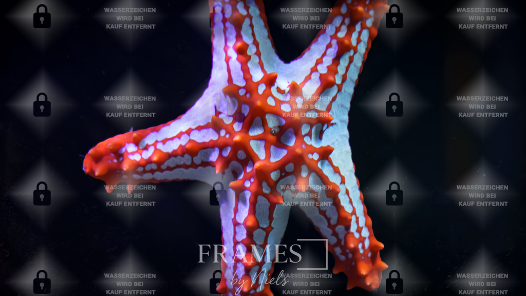 Seestern | Frames by Niels – Fotograf aus Wassenberg (Nähe Mönchengladbach). Natürliche Fotos von Menschen, Tieren, Produkten und Architektur. Outdoor-Shootings & professionelle Prints direkt im Shop bestellen oder vor Ort buchen. - Realisiert mit Pictrs.com