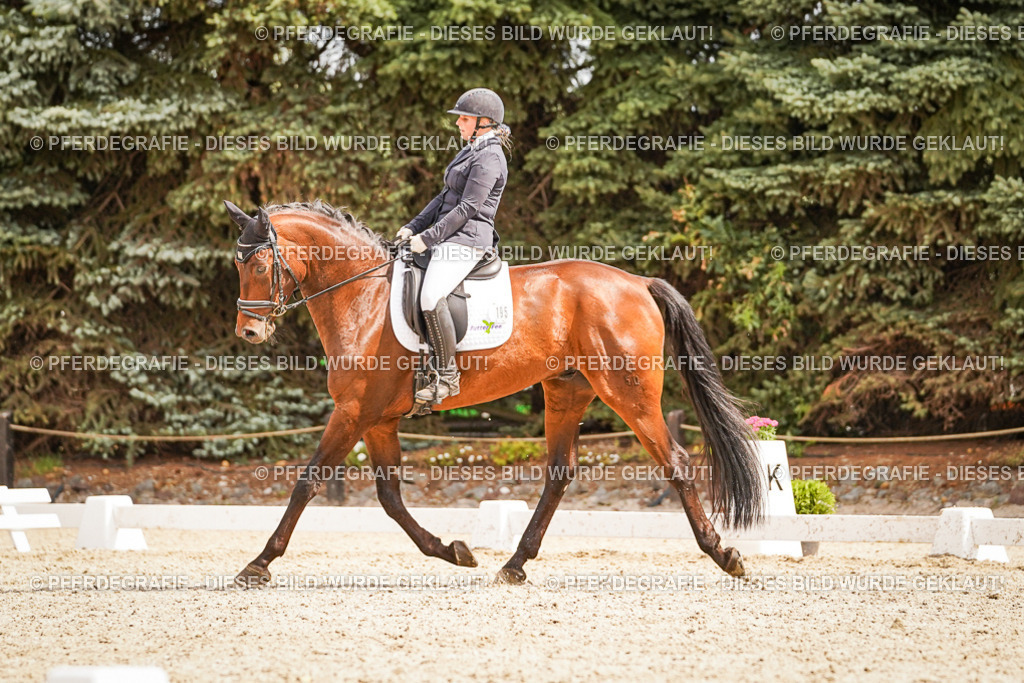 DSC01676 | Pferdegrafie