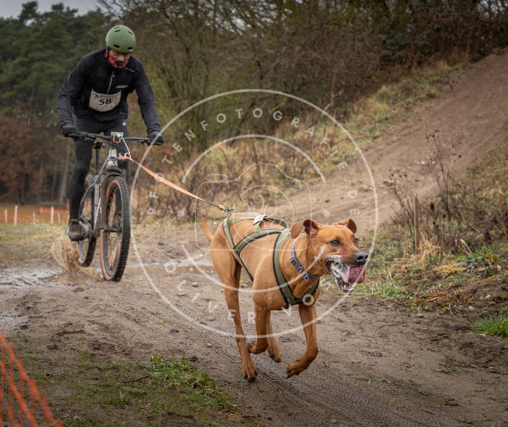 0L8A8980 | Hundefotografie, Tierfotograf, Pfotenfotografie, Fotoshooting Hund, Hunde Portrait, Hundesport, Hundeportraits, Heideshooting, Hunde, Sportfotograf, Hundefotograf, Turnierhundsport, THS,  - Realisiert mit Pictrs.com