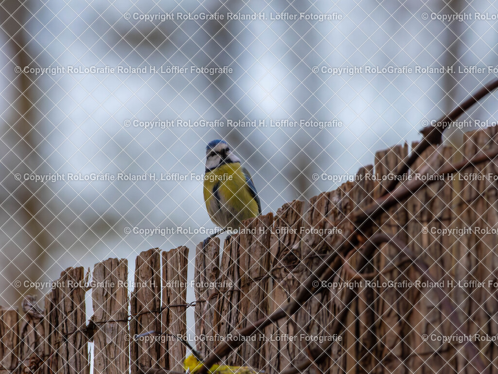 20240411_Vögel_RoLoGrafie-11 | Vogel im heimischen Garten - Realisiert mit Pictrs.com