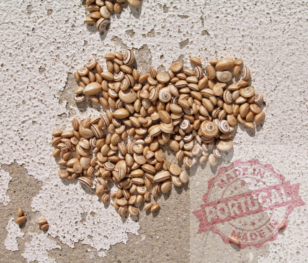 Snails clustering on peeling wall in natural habitat | Snails aggregating on a textured wall with peeling paint under warm light - Realized with Pictrs.com