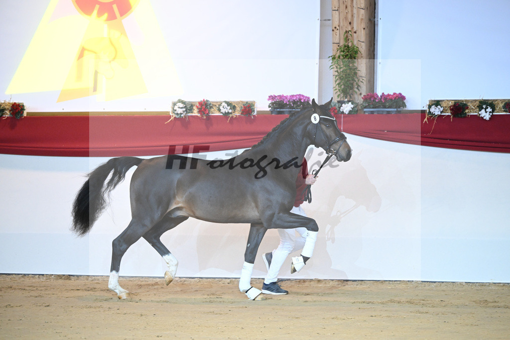 Kat-Nr. 8 Chaccos Son II_Schulze Averdiek_1231142 | hf-fotografie - Realizzato con Pictrs.com