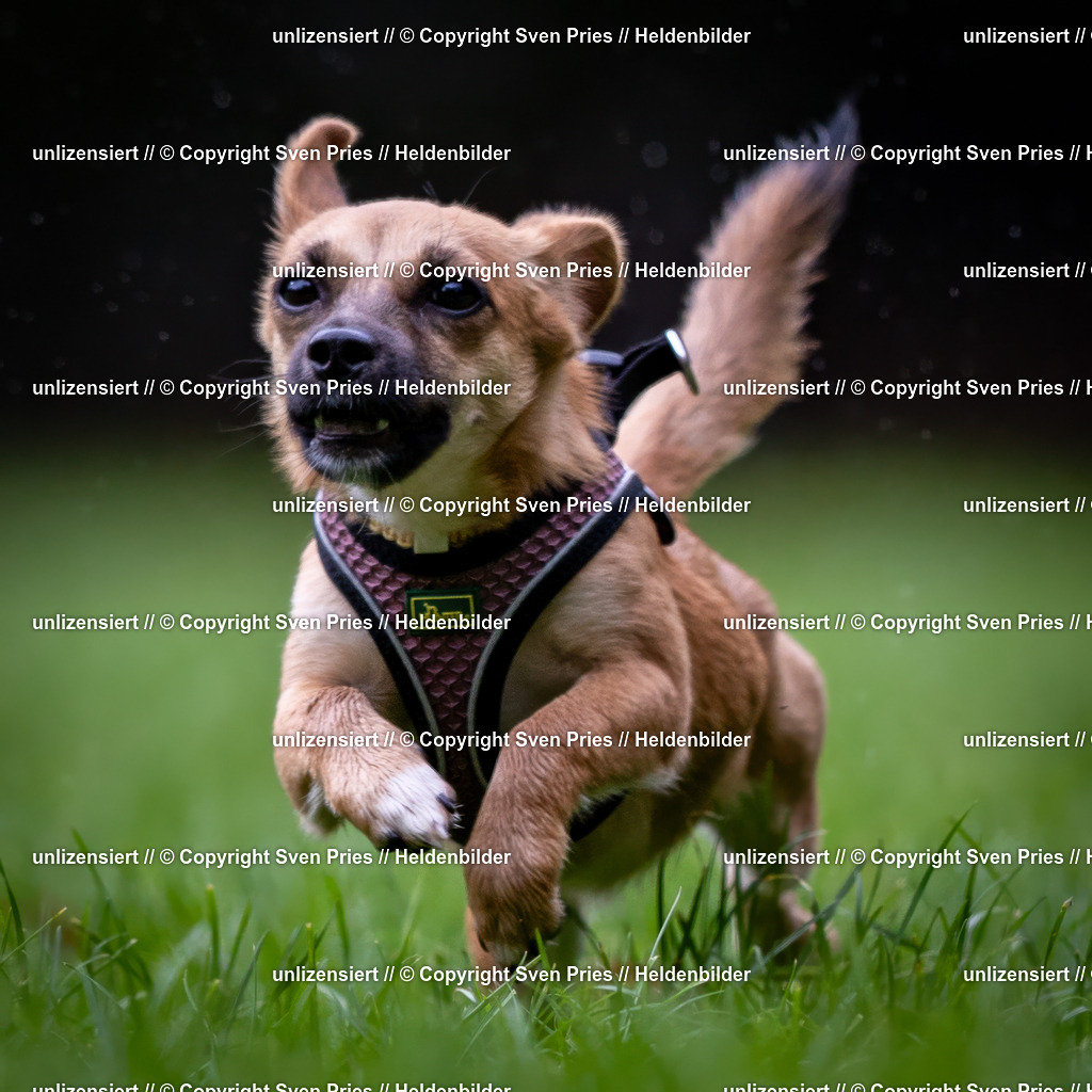 Sven Pries | 2024-10-19 - Hunderennen Ober-Grombach - Realisiert mit Pictrs.com