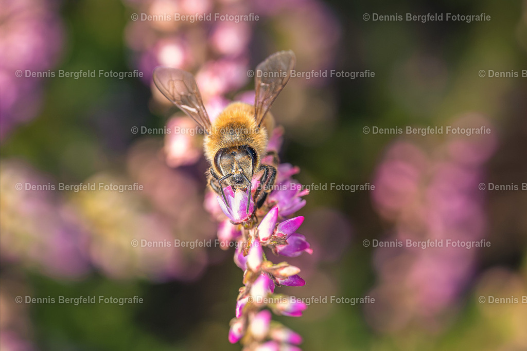 Biene in der Heide | Entdecken Sie Natur, Makro und Tierfotografie von Dennis Bergfeld.Besondere Momente und Details der Natur, hochwertig als Foto und Wandbild erhältlich. - Realisiert mit Pictrs.com