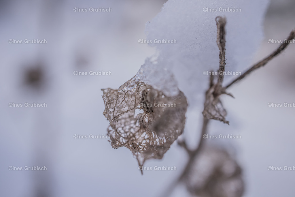 Eine Blüte im Winter | Lila Lubbenbomm - Artwork by Ines Grubisch - Realisiert mit Pictrs.com