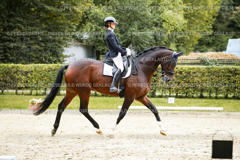 DSC01578 | Pferdegrafie