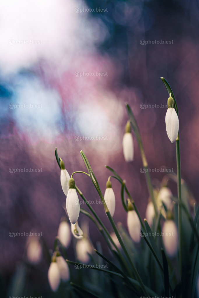 Pastellige Glöckchen | Schneeglöckchen im Pastellbokeh. - Realisiert mit Pictrs.com