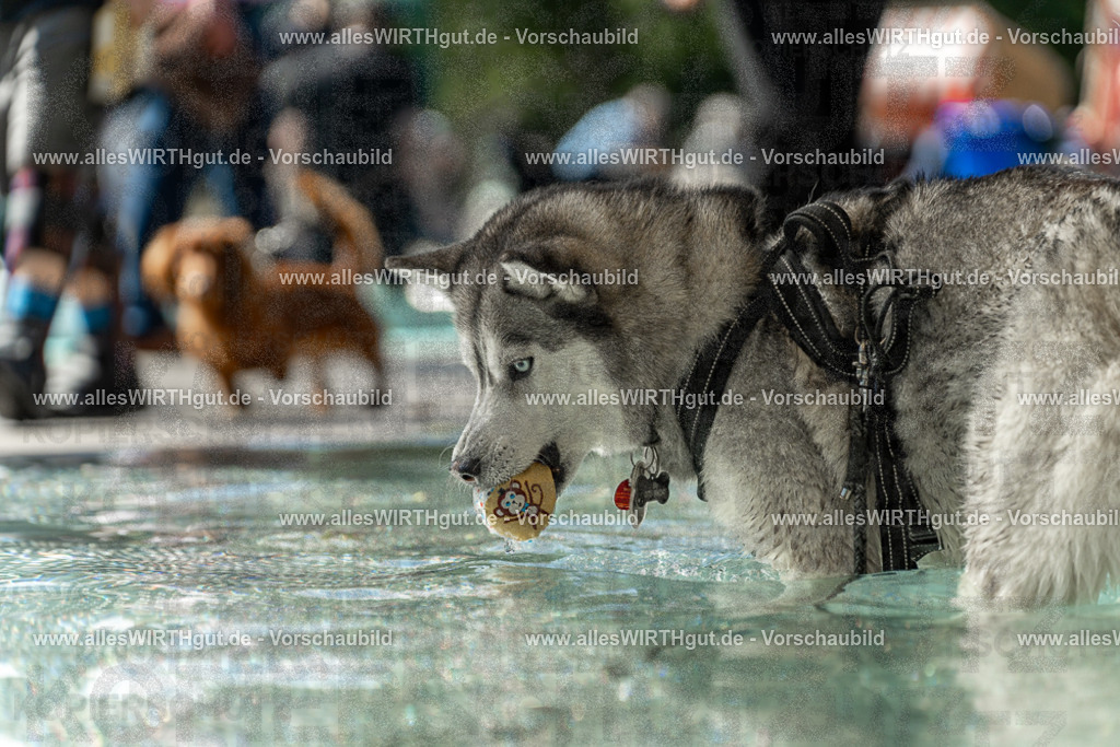 Hundeschwimmen_Volksbad_2026-allesWIRTHgut_Tierfotografie-2609061354-7R500947 | Professionelle Tierfotografie in Mönchengladbach von Daniel Wirth (allesWIRTHgut). Liebevolle & natürliche Bilder von Hunden & Katzen für unvergessliche Erinnerungen.