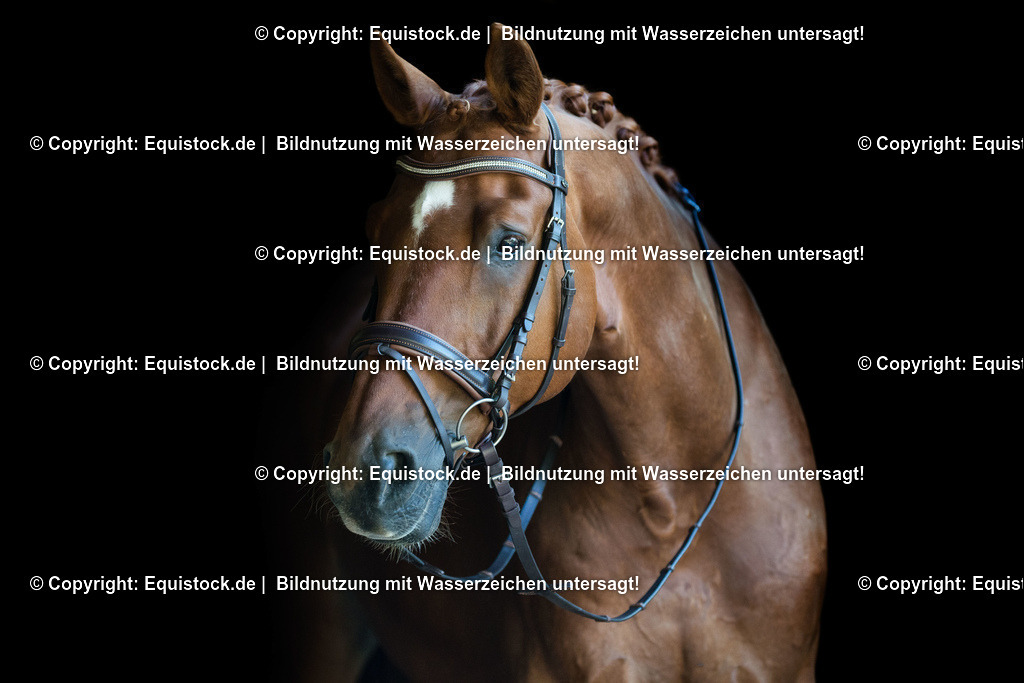 TS_20170624_Portrait_Fuchs_schwarzer_Hintergrund_0003 | Foto: Thomas Hartig