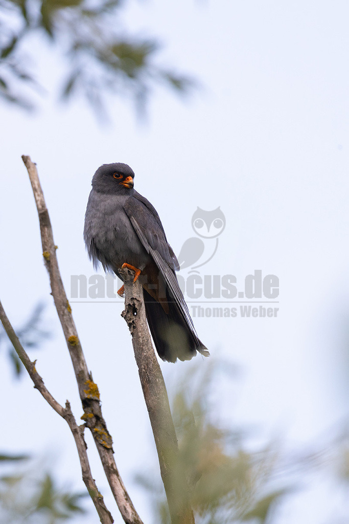 R5NF9301_20240513-2 | Rotfußfalken brüten in Ost- bis Südosteuropa. Ihr Überwinterungsgebiet liegt in Afrika. Sie sind als Durchzügler hierzulande eine Ausnahmeerscheinung, vor allem auf dem Frühjahrszug zurück in ihre Brutgebiete. Rotfußfalken sind eine mittelgroße Falkenart, bei der sich Männchen und Weibchen äußerlich deutlich unterscheiden. Die Männchen haben eine unverwechselbare Gefiederfärbung. - Realisiert mit Pictrs.com