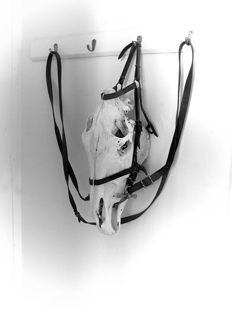 No more horse race | Ich erzähle Geschichten als Autor und als Fotograf. Hier finden Sie hochwertige Naturfotografie, Reisefotografien und Bilder aus dem urbanen Lebensraum.  - Realisiert mit Pictrs.com