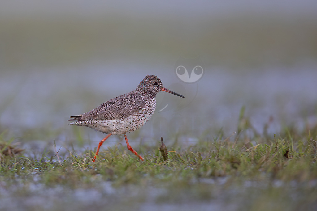 20220412070305-2 | Der Rotschenkel (Tringa totanus) ist eine Vogelart aus der Familie der Schnepfenvögel (Scolopacidae). Er ist ein Brutvogel über weite Bereiche Eurasiens. Zu seinem Lebensraum gehören die mediterrane bis boreale Zone, und er kommt in Asien auch in Steppen- und Wüstengebieten vor. In Mitteleuropa sind Schwerpunkte seiner Verbreitung die Küsten und das küstennahe Tiefland. - Realisiert mit Pictrs.com