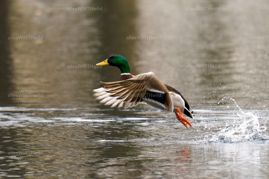 Daniel Wirth - www.allesWIRTHwild.de -7IV00901-ARW_DxO | Entdecke die faszinierende Welt der Natur- und Wildlife-Fotografie von Daniel und Bärbel. Inspirierende Bilder von wilden Tieren und kleinen Naturwundern.