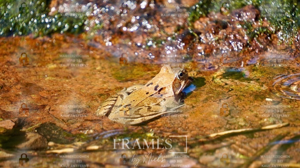 Grasfrosch | Frames by Niels – Fotograf aus Wassenberg (Nähe Mönchengladbach). Natürliche Fotos von Menschen, Tieren, Produkten und Architektur. Outdoor-Shootings & professionelle Prints direkt im Shop bestellen oder vor Ort buchen. - Realisiert mit Pictrs.com
