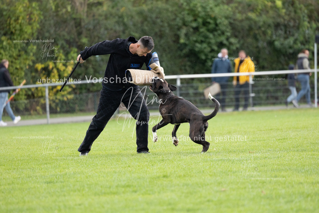 _16A7121 | Einzigartige Fotos von Hunden & Menschen –Actionfotos, Portraits, Vereinsaufnahmen & Paarshootings – authentisch, lebendig & mit Herz.
