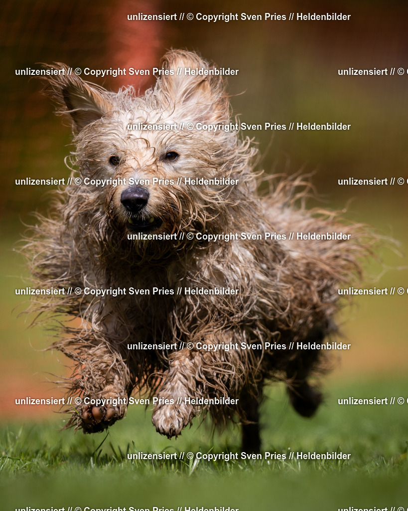 Sven Pries | 2024-04-21 - Hunderennen Baden-Oos
Foto: Sven Pries - Realisiert mit Pictrs.com