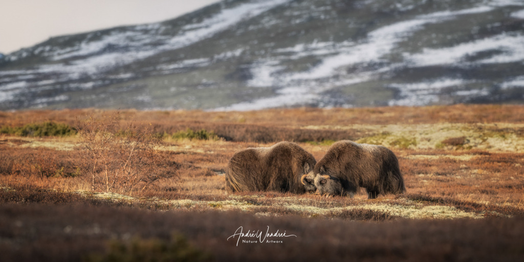 Kraft der Wildnis | Andre Wandrei - Nature Artworx - Realisiert mit Pictrs.com