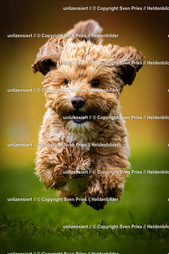 Sven Pries | 2025-09-21 - Hunderennen Baden-Oos - Realisiert mit Pictrs.com