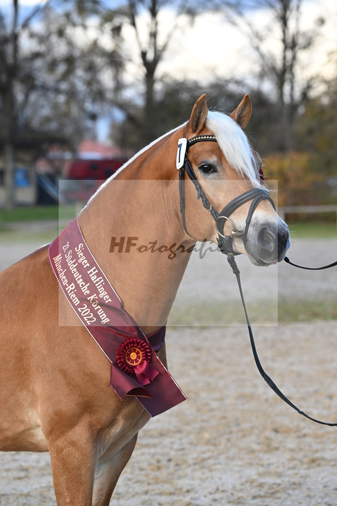 Kat-Nr. 7 Nachtprinz v. Nachtstolz_Schwarz_60221693 | hf-fotografie - Realisiert mit Pictrs.com