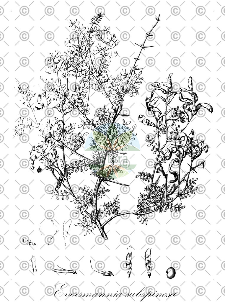 HistAbb_wfo-0000767143_1_ENZY_Simple | Historische Abbildung von Eversmannia subspinosa - Fabaceae | Historical Illustration of Eversmannia subspinosa - Fabaceae