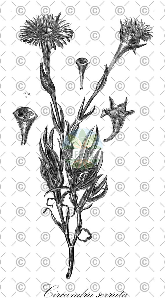 HistAbb_wfo-0000863378_1_ENZY_Simple | Historische Abbildung von Circandra serrata - Aizoaceae | Historical Illustration of Circandra serrata - Aizoaceae