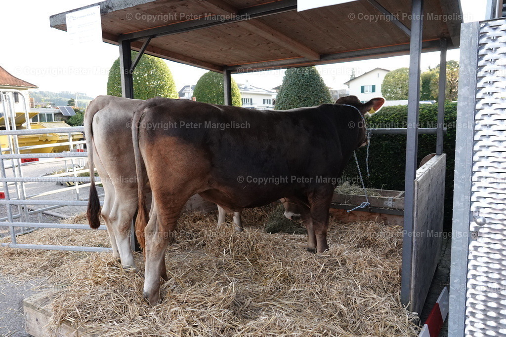 DSC08418 | Schwingen - Realisiert mit Pictrs.com