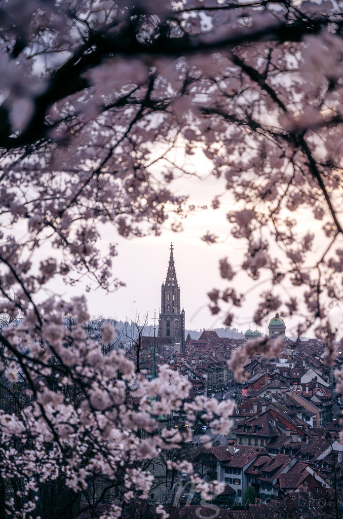 historic clocktower of Berner Münster during scenic cherry blossom in Rosengarten | Die ideale Geschenkidee für Naturliebhaber. Naturbilder von Marcel Gross Photography für ihr Zuhause in den verschiedensten Formaten und Materialien. - Realisiert mit Pictrs.com