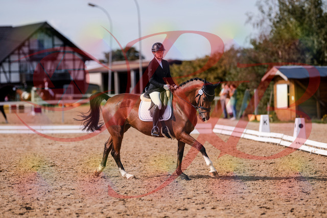 2026_10_03_Siefer-Hof_131846_Z81_66358776 | Professionelle Reitsport-, Turnier- und Eventfotografie von Robert Broda. Galerien mit ausgewählten und bearbeiteten Bildern direkt online ansehen und bestellen.