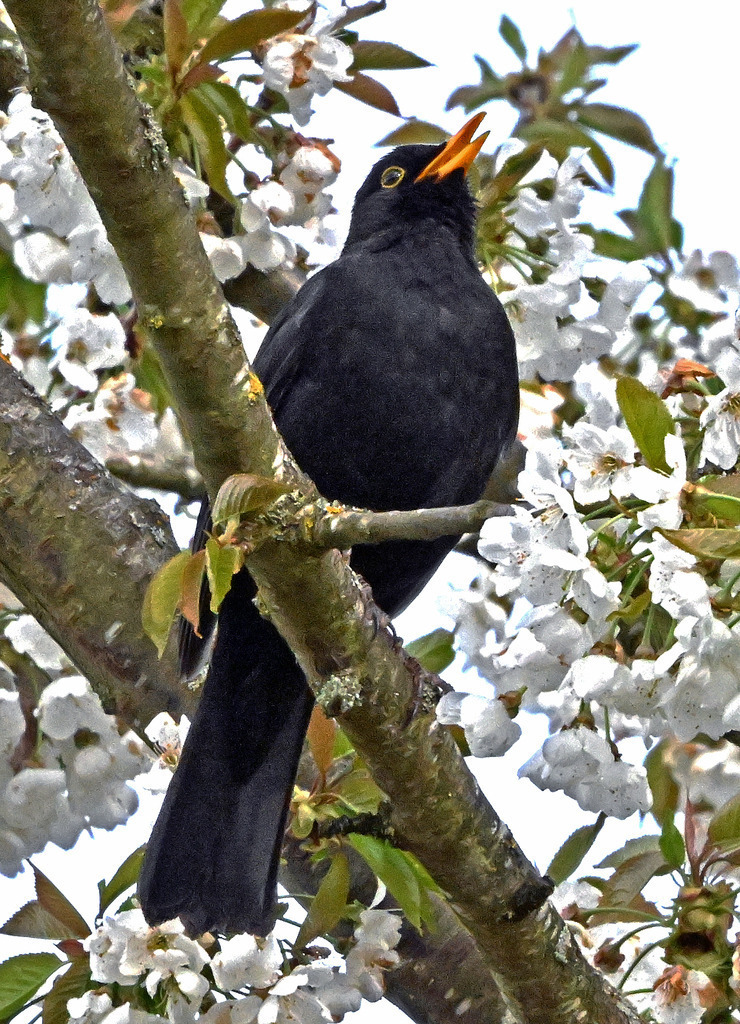Amsel03h-2 | lucisnaturbilder - Realisiert mit Pictrs.com