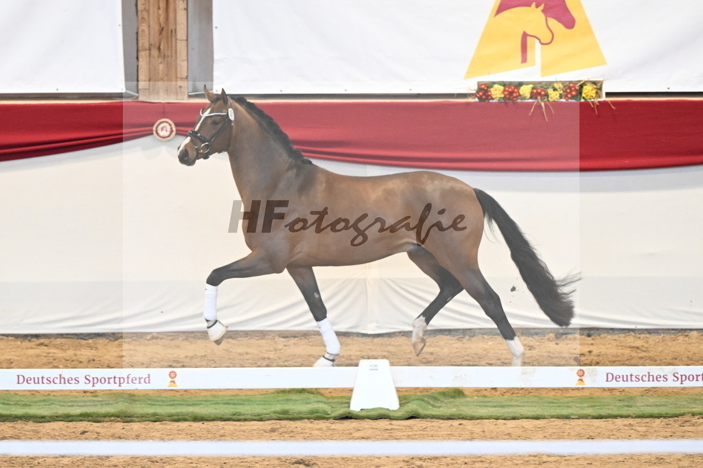 Kat.-Nr. 51 v. Fanegro_Gaab_3260523 | hf-fotografie - Realisiert mit Pictrs.com