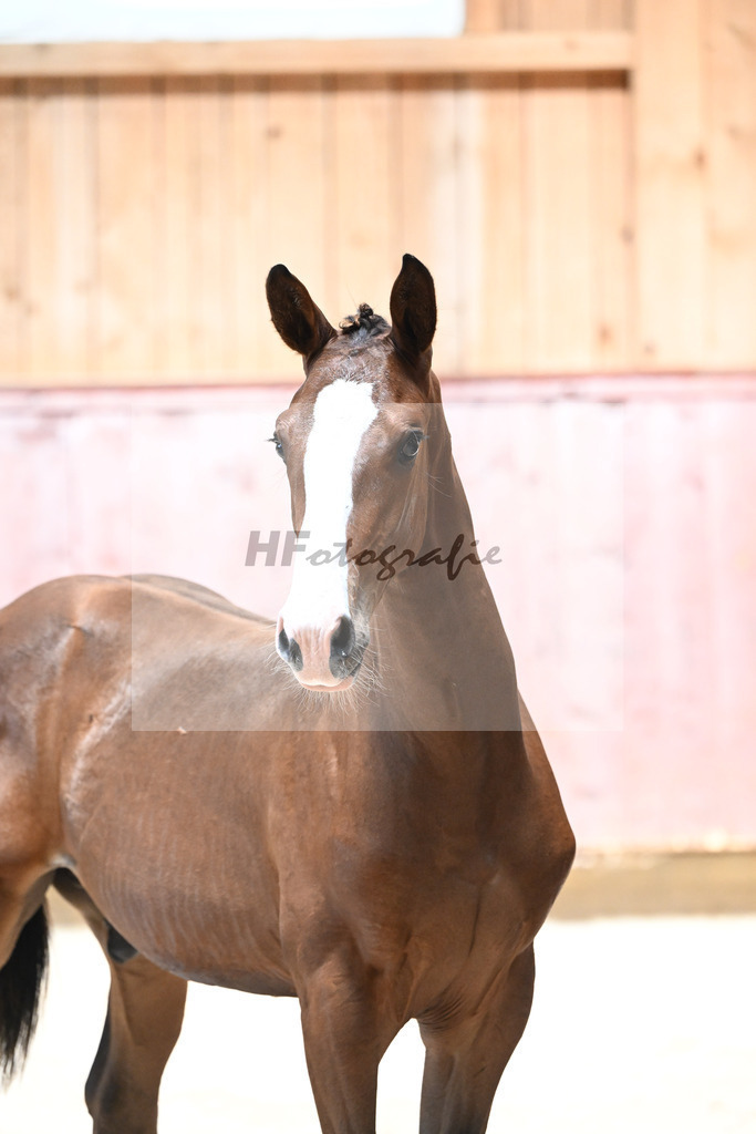 Kat-Nr. 1 HF Stakkato Cornet x Quality_Boeck_32240018 | hf-fotografie - Realisiert mit Pictrs.com