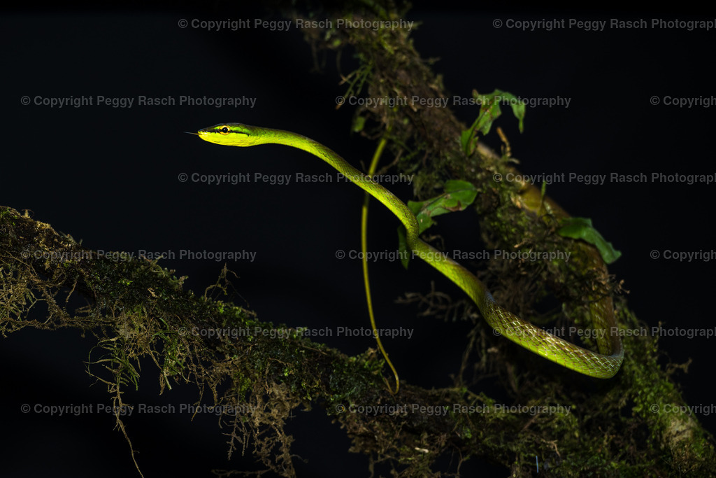 Schlange (2) | PeggyRaschPhotography - Realisiert mit Pictrs.com