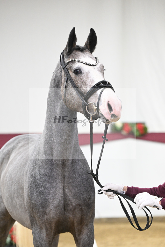 Kat-Nr. 83 Hickstead White x Chacco-Blue_Thomas Koeniger_47252819 | hf-fotografie - Realisiert mit Pictrs.com