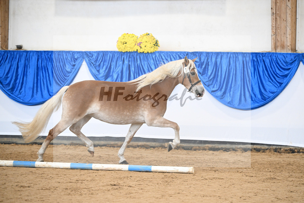 Bl. Band Kat-Nr. 9 Nina v. Sonnenkoenig Gold_Haenle_48251417 | hf-fotografie - Realisiert mit Pictrs.com