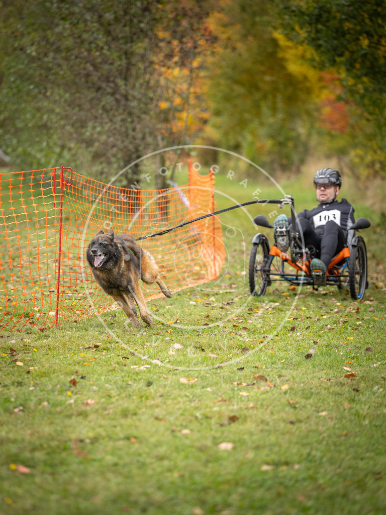 Pfotenfotografie_DV3A3531 | Hundefotografie, Tierfotograf, Pfotenfotografie, Fotoshooting Hund, Hunde Portrait, Hundesport, Hundeportraits, Heideshooting, Hunde, Sportfotograf, Hundefotograf, Turnierhundsport, THS,  - Realisiert mit Pictrs.com