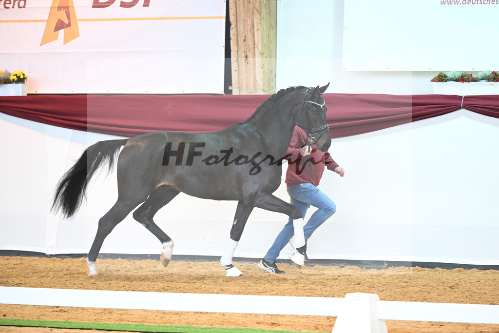 Kat-Nr. 19 v. Desperados_Reesink Horses_66220285 | hf-fotografie - Realisiert mit Pictrs.com
