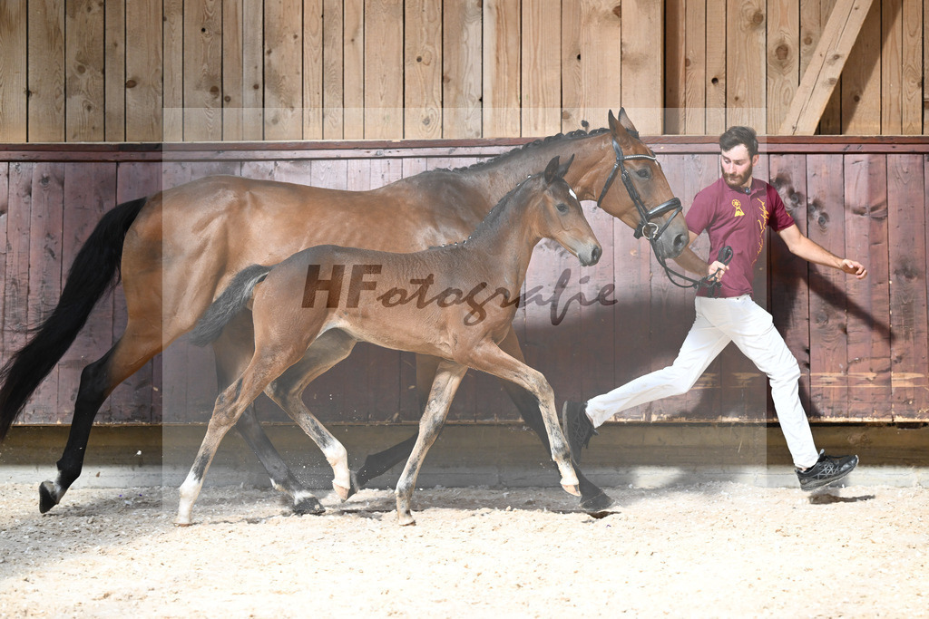 Kat-Nr. 18 SF Dream Royal x Bonifatius_Goldhofer_32240203 | hf-fotografie - Realizzato con Pictrs.com